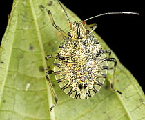 Stink Bug (Pentatomidae), Mindo, Ecuador