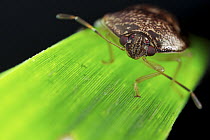 Shield bug, Mount Isarog National Park, Philippines