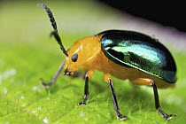 Leaf Beetle (Chrysomelidae), Marojejy National Park, Madagascar