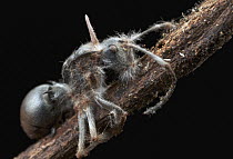 Ant (Polyrhachis schlueteri) infected with Sac Fungus (Cordyceps sp), Amani Nature Reserve, Tanzania