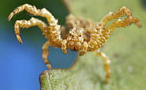 Crab Spider (Thomisidae) in defensive posture, Antananarivo, Madagascar