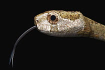 Blunthead Slug Snake (Aplopeltura boa) flicking tongue, Bukit Barisan Selatan National Park, Sumatra, Indonesia