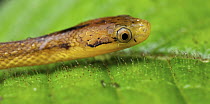 Snake (Lamprophiidae), Ranomafana National Park, Madagascar
