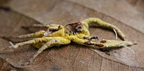 Fungus (Torrubiella sp) which has infected a spider, Antananarivo, Madagascar