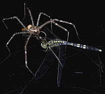 Fishing Spider (Pisauridae) with dragonfly prey, Udzungwa Mountains National Park, Tanzania