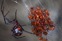 Black Widow Spider (Latrodectus sp) mother and spiderlings, Cuc Phuong National Park, Vietnam