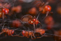 Black Widow Spider (Latrodectus sp) spiderlings, Cuc Phuong National Park, Vietnam