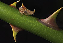 Treehopper (Membracidae), Udzungwa Mountains National Park, Tanzania