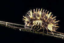 Isopod, Mount Isarog National Park, Philippines
