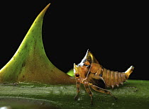 Treehopper (Membracidae), Udzungwa Mountains National Park, Tanzania