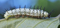 Blue Mother-of-pearl (Protogoniomorpha temora) caterpillar, Udzungwa Mountains National Park, Tanzania