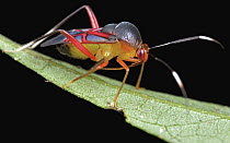 Capsid Bug (Kosmiomiris rubroornatus), Danum Valley Conservation Area, Sabah, Borneo, Malaysia