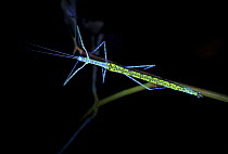 Stick Insect (Necroscia punctata), photographed under UV light, Danum Valley Conservation Area, Sabah, Borneo, Malaysia