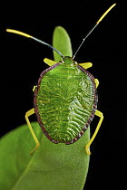 Stink Bug (Pentatomidae), Yasuni National Park, Ecuador