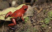 Strawberry Poison Dart Frog (Oophaga pumilio), Hitoy Cerere Biological Reserve, Costa Rica