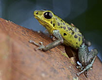 Strawberry Poison Dart Frog (Oophaga pumilio), chiriqui grande morph, Chiriqui, Panama