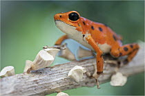 Strawberry Poison Dart Frog (Oophaga pumilio), bastimentos morph, Bastimentos Island, Panama