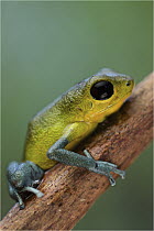 Strawberry Poison Dart Frog (Oophaga pumilio), cayo de agua morph, Cayo Agua Island, Panama