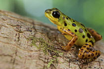 Strawberry Poison Dart Frog (Oophaga pumilio), colon morph, Panama