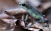 Strawberry Poison Dart Frog (Oophaga pumilio), loma partida morph, Chiriqui, Panama