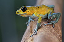 Strawberry Poison Dart Frog (Oophaga pumilio), rambala morph, Chiriqui, Panama