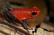Strawberry Poison Dart Frog (Oophaga pumilio), siquirres morph, Siquirres, Costa Rica