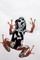 Strawberry Poison Dart Frog (Oophaga pumilio), uyama morph, Uyama River, Panama
