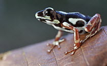 Strawberry Poison Dart Frog (Oophaga pumilio), uyama morph, Uyama River, Panama