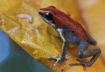 Strawberry Poison Dart Frog (Oophaga pumilio), valiente morph, Panama