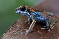 Strawberry Poison Dart Frog (Oophaga pumilio), valiente morph, Panama