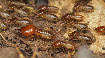 Termite (Macrotermes carbonarius) workers and soldier, Khao Yai National Park, Thailand
