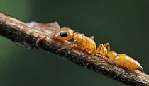 Ant (Tetraponera sp), Udzungwa Mountains National Park, Tanzania