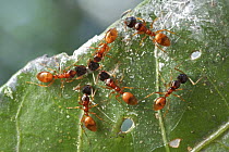 Ant (Tetraponera sp) group, Antananarivo, Madagascar