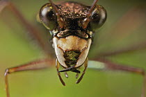 Ground Beetle (Carabidae), Ankarana Special Reserve, Madagascar