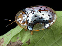 Leaf Beetle (Chrysomelidae), Udzungwa Mountains National Park, Tanzania