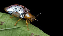 Leaf Beetle (Chrysomelidae), Udzungwa Mountains National Park, Tanzania