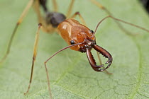 Ant (Odontomachus erythrocephalus), Mount Isarog National Park, Philippines