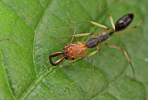 Ant (Odontomachus sp), Mount Isarog National Park, Philippines