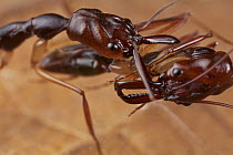 Ant (Odontomachus sp) carrying each other to conserve energy, Bukit Barisan Selatan National Park, Sumatra, Indonesia