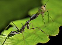 Ant (Odontomachus coquereli) with prey, Antananarivo, Madagascar