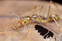 Ant (Odontomachus sp), Hitoy Cerere Biological Reserve, Costa Rica