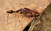 Ant (Odontomachus sp) carrying each other to conserve energy, Gunung Leuser National Park, Sumatra, Indonesia
