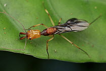 Ant (Odontomachus sp), Mount Isarog National Park, Philippines