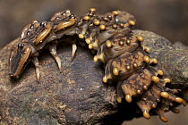 Trilobite Beetle (Platerodrilus sp) neotenic female remains in her larval form even when mature, Gunung Leuser National Park, Sumatra, Indonesia