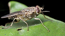 Tsetse Fly (Glossina sp), Udzungwa Mountains National Park, Tanzania