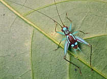 Cricket (Gryllidae), Udzungwa Mountains National Park, Tanzania