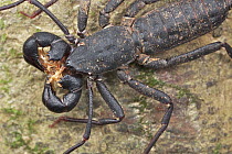 Whip scorpion with remnants of millipede prey, Danum Valley Conservation Area, Sabah, Borneo, Malaysia