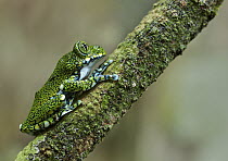 Peacock Tree Frog (Leptopelis vermiculatus), Amani Nature Reserve, Tanzania