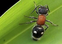 Velvet Ant (Pristomutilla sp), Udzungwa Mountains National Park, Tanzania