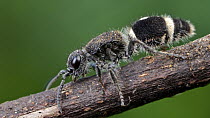 Velvet Ant (Mutillidae), Udzungwa Mountains National Park, Tanzania
